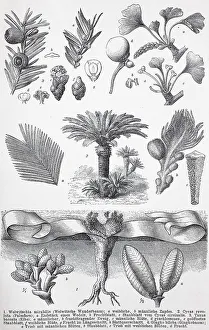 Historical image of various gymnosperms: Welwitschia mirabelis