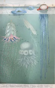 Historical image of various jellyfish