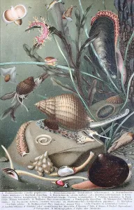 Historical image of various molluscs or mollusks