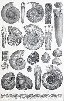 Historical image of various remains from the Mesozoic (Earth's Middle Ages)