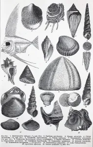 Historical image of various remains from the Tertiary period