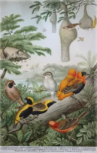 Historical image of various weavers or weaver birds