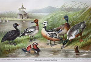 Historical images of ducks, Anas boschas