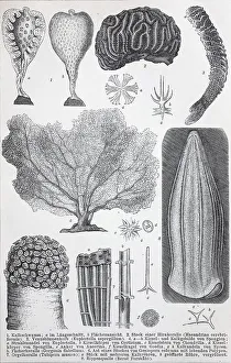 Historical images of various Coelenterata