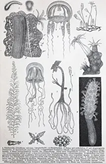 Historical images of various Coelenterata