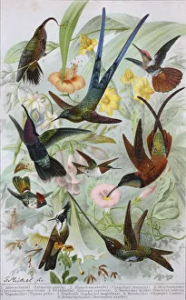 Historical images of various hummingbirds