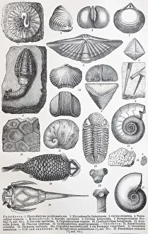 Historical images of various remains from the Palaeozoic