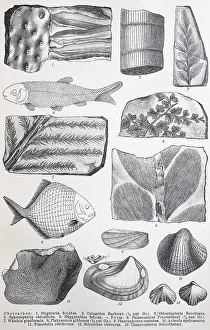 Historical images of various remains from the Palaeozoic