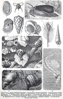 Historical images of various species of molluscs or molluscs