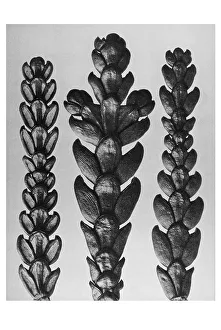 Historical photograph, Arbor-vitae (Thujopsis dolabrata)
