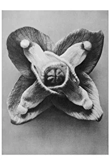 Historical photograph, Barrenwort (Epimedium musschianum)