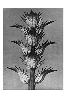 Historical photograph, Bear's-breech (Acanthus mollis)