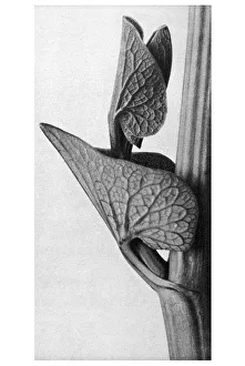 Historical photograph, Birthwort (Aristolochia clematitis)