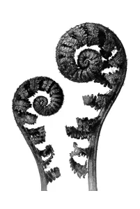 Historical photograph, Common male fern (Dryopteris filix mas)