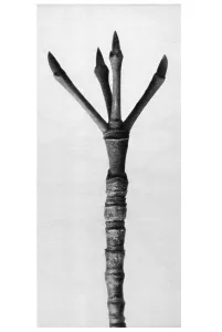 Historical photograph, Dogwood (Cornus florida)