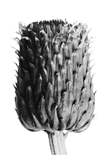 Historical photograph, Grey thistle (Cirsium canum)