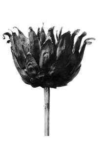 Historical photograph, Knapweed (Centaurea ruthenica)