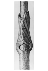 Historical photograph, Mosquito trap (Vincetoxicum fuscatum)