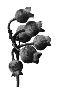 Historical photograph, Northern Highbush Blueberry (Vaccinium corymbosum)