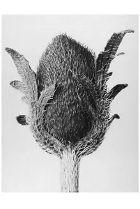 Historical photograph, Poppy (Papaver orientale)