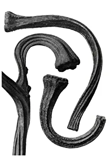Historical photograph, Pumpkin stems (Cucurbita)