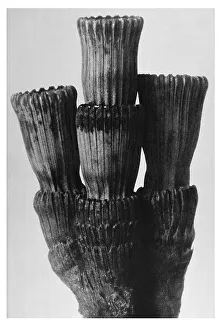 Historical photograph, Rough horsetail (Equisetum hyemale)