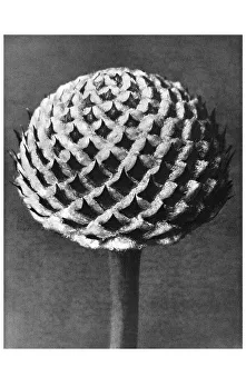 Historical photograph, Scabious (Cephalaria)