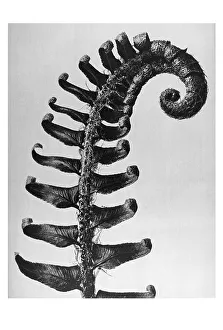 Historical photograph, Shield fern (Polystichum munitum)