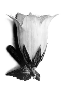 Historical photograph, Spurred bellflower (Campanula alliariifolia)