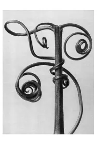 Historical photograph, tendrils of a pumpkin (Cucurbita)