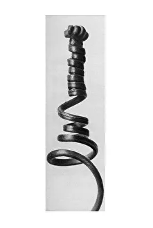 Historical photograph, tendrils of a pumpkin (Cucurbita)