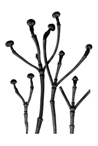 Historical photograph, twigs of dogwood (Cornus florida)