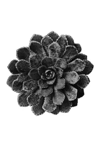 Historical photograph, White Mountain saxifrage (Saxifraga paniculata)