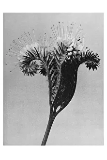 Historical photograph, Wild heliotrope (Phacelia tanacetifolia)