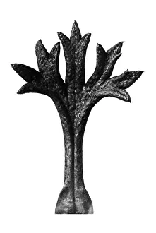 Historical photograph, Willkomm's saxifrage (Saxifraga willkommiana)