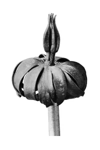 Historical photograph, Winter aconite (Eranthis cilicius)
