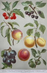 Historical picture of various fruits: cherry