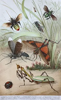 Historical picture of various insects: Euglossa dimidiata