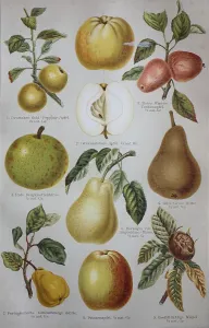 Historical pictures of various Maloideae: apple