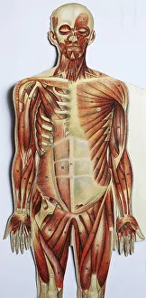 Historical representation of the human body according to the state of knowledge of 1870