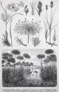 Historische Bilder verschiedener Monokotyledonen