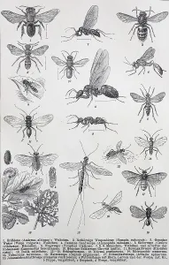 Historische Bilder von verschiedenen Insekten: Andrena albicans
