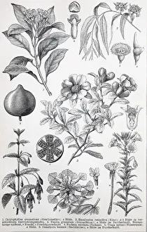 Historische Bilder von verschiedenen Myrtaceae oder Myrtengewaechsen: Caryophyllus aromaticus
