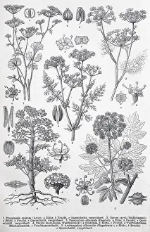 Historische (Pimpinella anisum) Bilder von verschiedenen zweikeimblaettrigen Pflanzen
