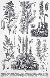 Historisches Bild verschiedener Dikotyledonen