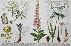 Historisches Bild verschiedener giftiger Pflanzen: Cicuta (Conium maculatum) (Digitalis)