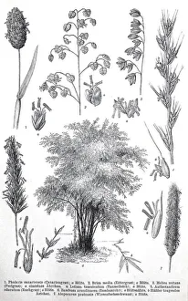 Historisches Bild verschiedener Poaceae oder (Gramineae)