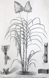 Historisches Bild verschiedener Poaceae oder (Gramineae)