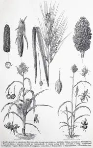 Historisches Bild verschiedener Poaceae oder (Gramineae)