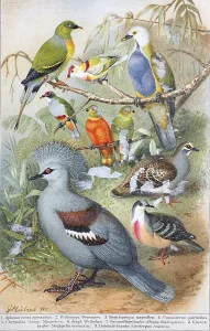 Historisches Bild verschiedener Tauben und Tauben: Sphenocercus apicaudus